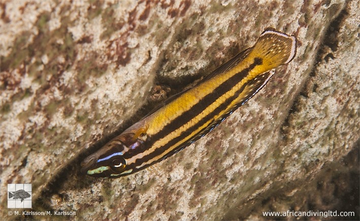 Julidochromis marksmithi 'Kerenge Island'